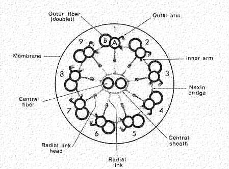 section of cilium